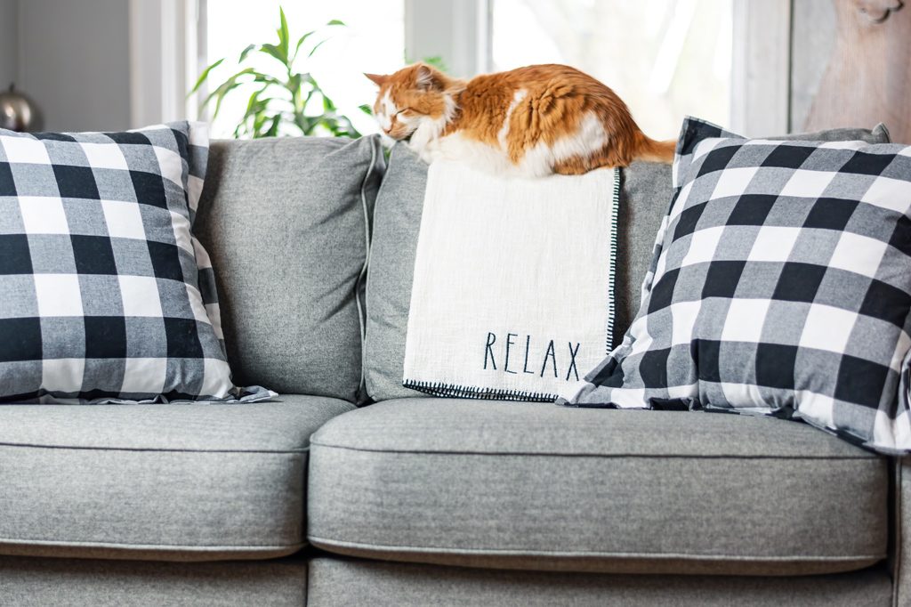 Katt på soffa