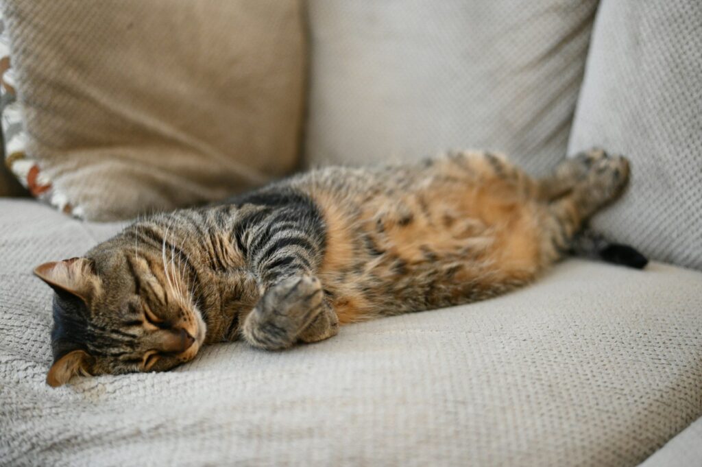 Katt